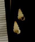 Mathilda&nbsp;cochlaeformis